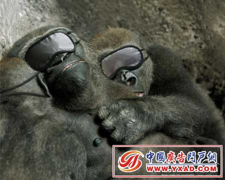 Al Ain Desert Wildlife ParkɳĮҰ԰ڿʼҹ俪ˣѵҶȥ˯